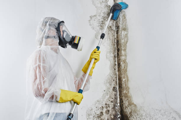 Best Attic Mold Removal  in Gold Hill, OR