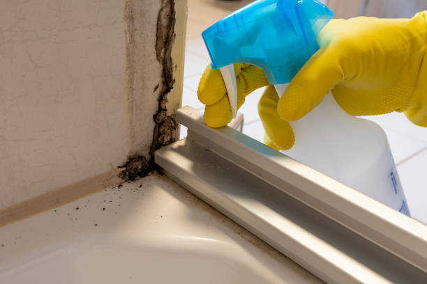 Best Fast Mold Removal  in Gold Hill, OR