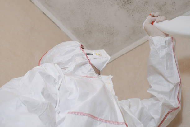 Mold Removal Process in Gold Hill, OR