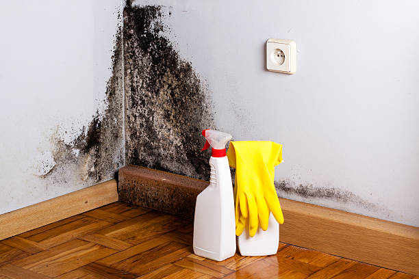 Best Mold Removal Company Near Me  in Gold Hill, OR