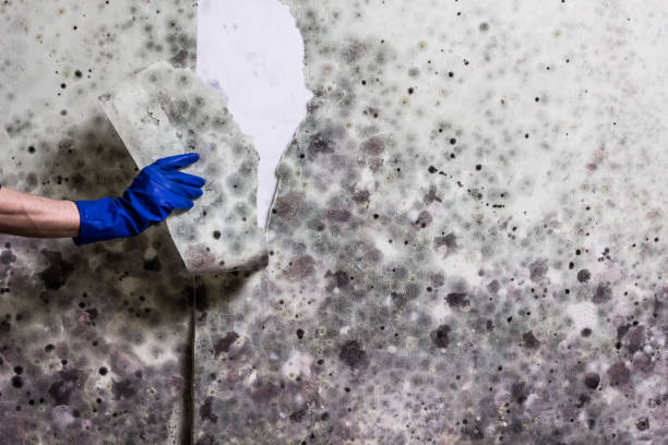 Best Certified Mold Removal  in Gold Hill, OR