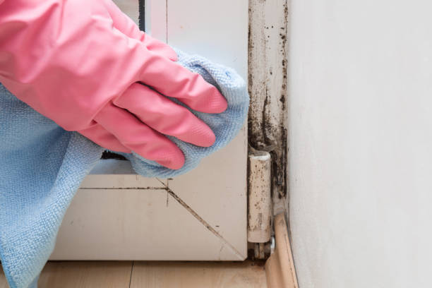 Best Mold Damage Repair  in Gold Hill, OR