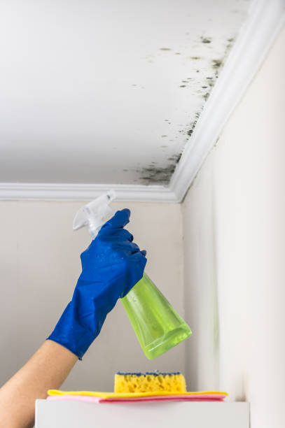 Best Affordable Mold Removal  in Gold Hill, OR