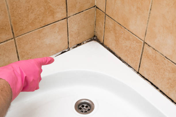 Best Mold Removal Company Near Me  in Gold Hill, OR